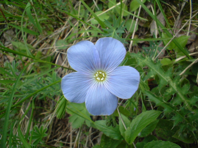 Linum alpinum / Lino alpino